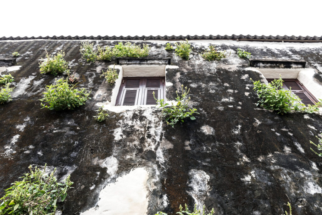 Exterior wall of an old building covered in mold, stains, and invasive plants.